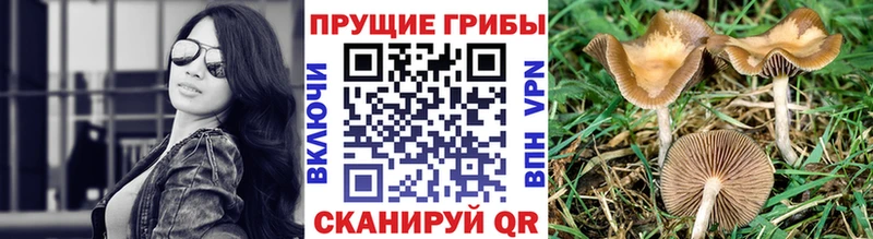 Галлюциногенные грибы прущие грибы Бабаево